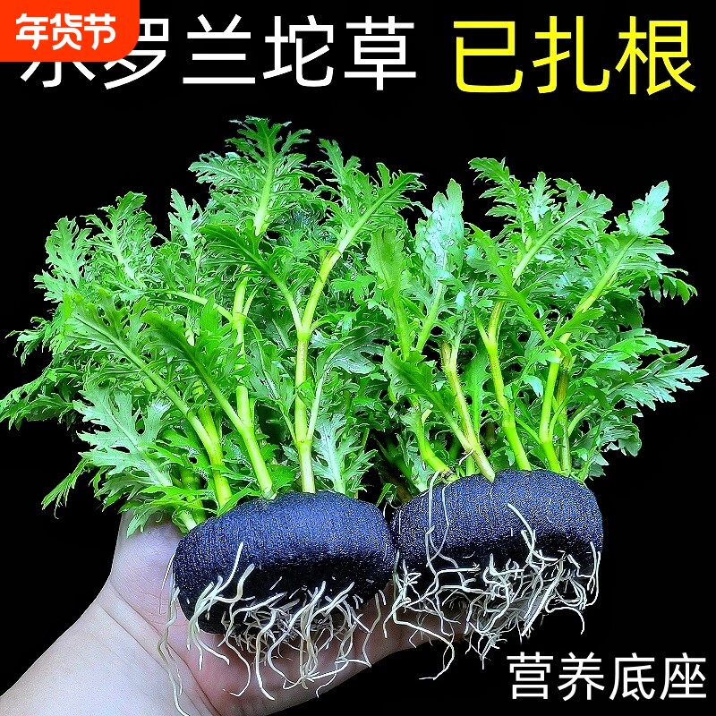 水罗兰坨草鱼缸造景真水草植物带根阴性新手懒人好养入门净水增氧