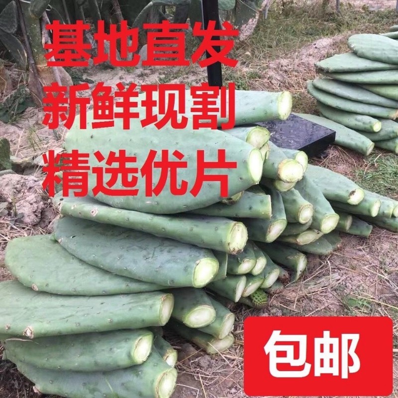 仙人掌食用内服外敷灌肤类多肉植物盆栽室内种植嫁接榨汁饮品养生