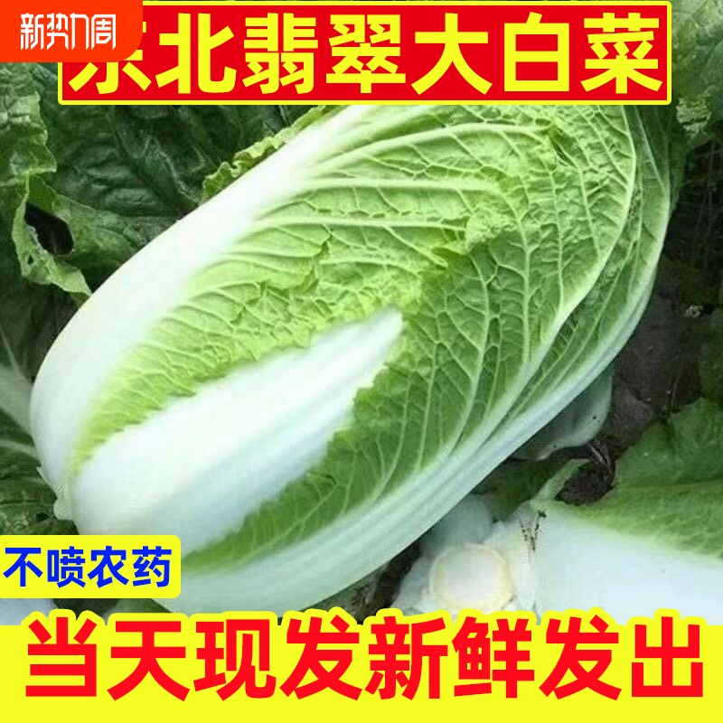 东北新鲜奶油大白菜包邮鲜嫩蔬菜农家自种黄心包心菜整颗白菜