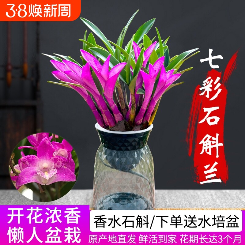 七彩香水石斛兰花四季好养绿植净化空气客厅室内水培浓香盆栽花卉