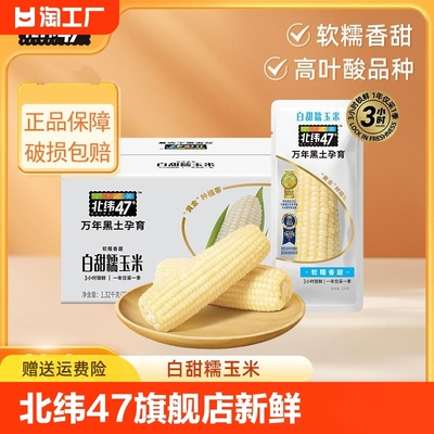 北纬47黑龙江白糯玉米