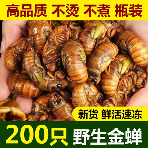知了猴2026批发金蝉知了鲜活蚕蝉蛹爬叉猴结了龟烧烤油炸冷冻野生