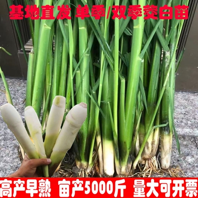 早熟茭白苗双季茭白种苗高产高瓜苗高笋种苗水笋水生蔬菜茭瓜苗