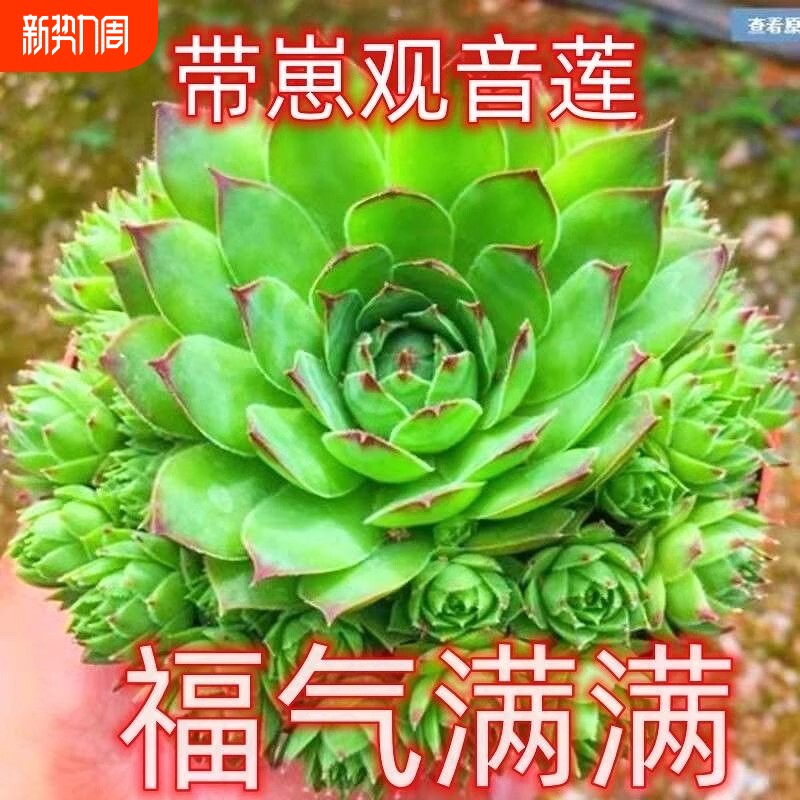 《原土原盆发货》观音莲群生多头多肉植物组合带盆栽好精阳台花卉