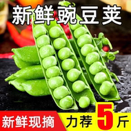 甜脆豌豆云南高山新鲜水果豌豆带壳水晶长寿仁带壳农家蔬菜甜豆荚