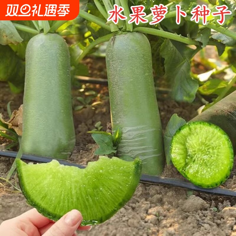 水果萝卜种子赛鸭梨夏秋潍县青罗卜沙窝萝卜四季蔬菜种新鲜白菜