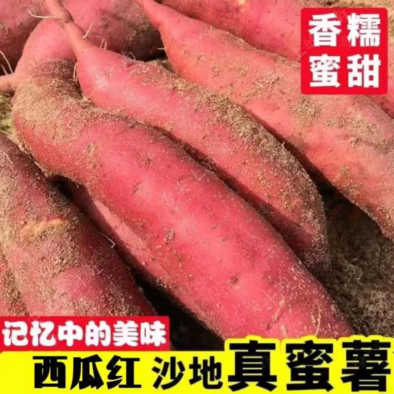 沙地西瓜红新鲜9斤！农家自种