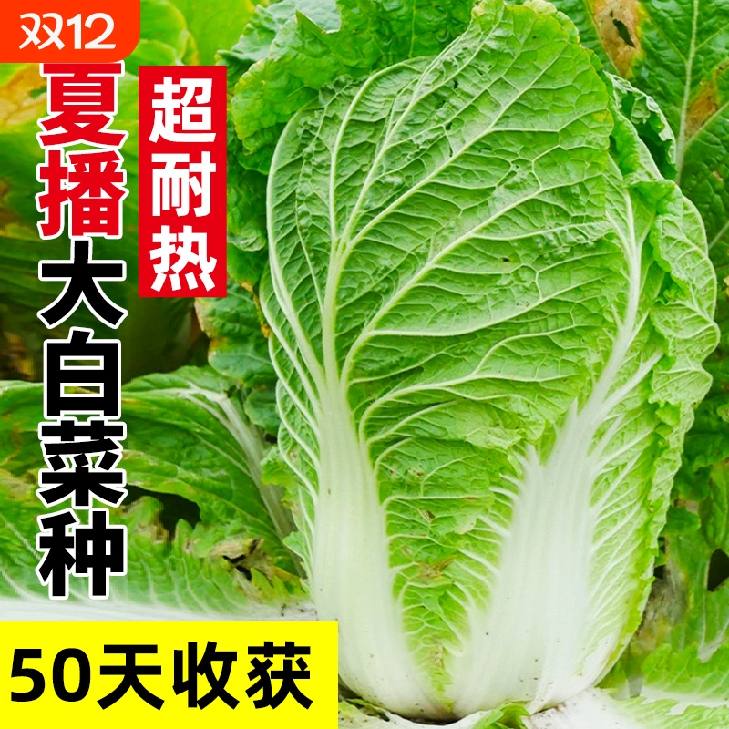 夏阳早50耐热大白菜种子种籽夏播蔬菜孑夏季秋四季菜籽菜种孑