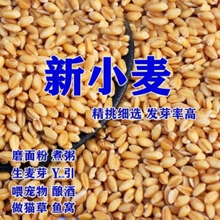 2025年新小麦粒干小麦种子干麦子猫草自种麦芽糖磨面喂鸡园艺用品