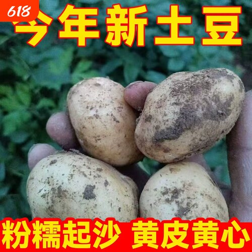 贵州农家新鲜黄心土豆