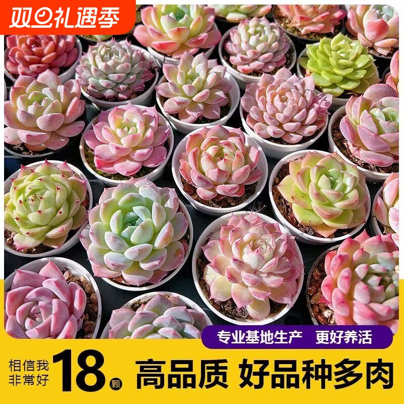 多肉植养不死耐活套餐新手肉肉植物防辐射老桩花盆室内绿植阳台美