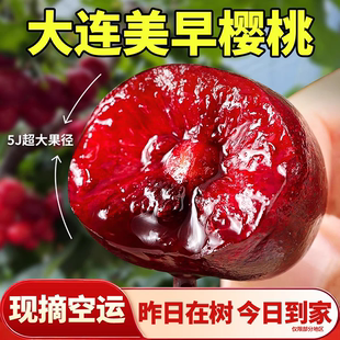 包邮 现货大连美早大樱桃美早新鲜水果大樱桃厘子当季 整箱 空运