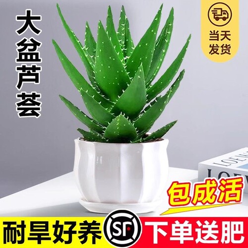 芦荟盆栽大盆室内可水培净化空气绿植办公仙人掌多肉植物四季好养