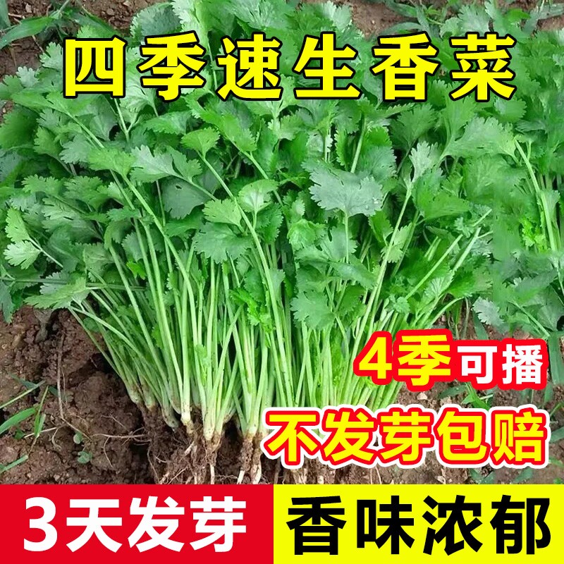 四季香菜种子苗芫荽阳台种菜秋冬蔬菜盆栽菜籽籽种大全老品种种植