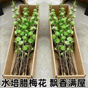 遇水开花鲜枝水培梅花枝室内耐寒花卉绿植懒好养客厅花期腊梅花