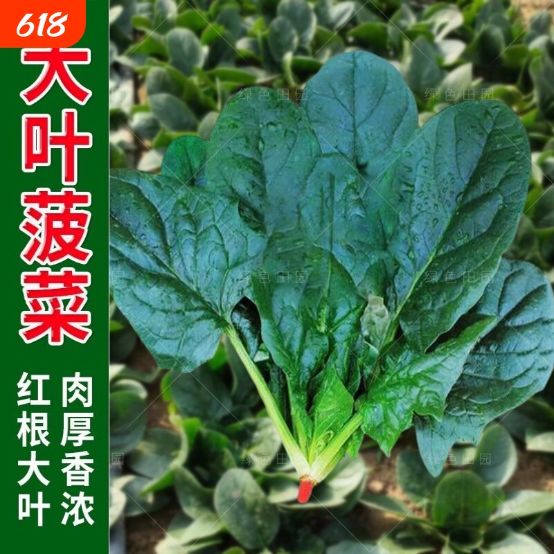 大叶菠菜种子四季蔬菜冬季籽种冬天种籽耐寒菜种盆栽波菜孑菜籽子