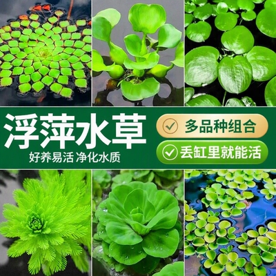 浮萍水草植物鱼缸造景水培真水草
