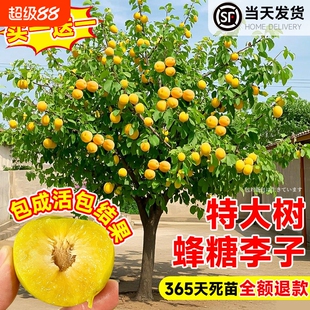 蜂糖李子树苗嫁接特大晚熟脱骨青脆红李子三华李果树苗南北方种植