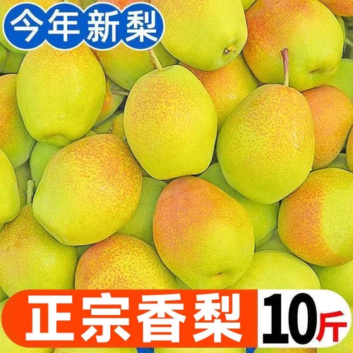 正宗红香酥梨香梨新鲜水果脆甜多汁薄皮雪梨应当季整箱10包邮斤