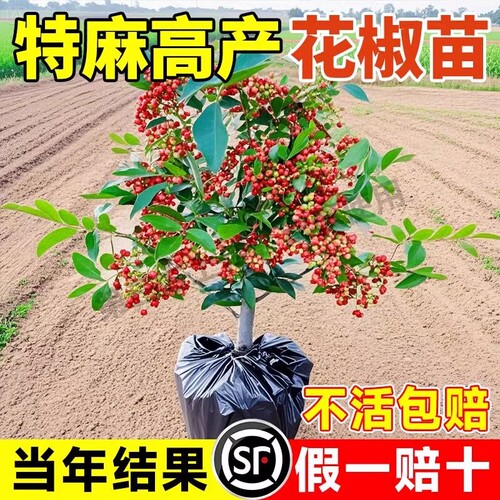 正宗四川大红袍花椒树苗食用盆栽地栽南北种植花椒苗麻椒青花椒苗