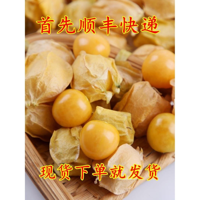 顺丰新鲜菇娘果东北产特产现摘甜黄姑娘果大小果1件产地直销