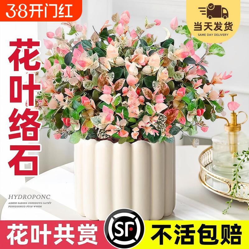 花叶络石四季花卉盆栽彩络叶吊篮阳台爬藤苗绿植庭院植物垂吊耐寒