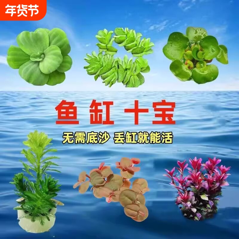 鱼缸浮萍水草养鱼生态缸增氧淡水草水培植物造景摆件沉底定植溪流