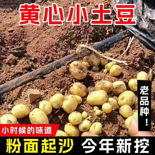 精品小土豆新鲜恩施黄皮黄心
