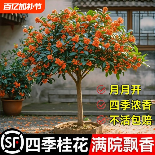 桂花树苗盆栽四季桂金桂庭院地栽老桩绿植物大树耐寒室内花卉浓香