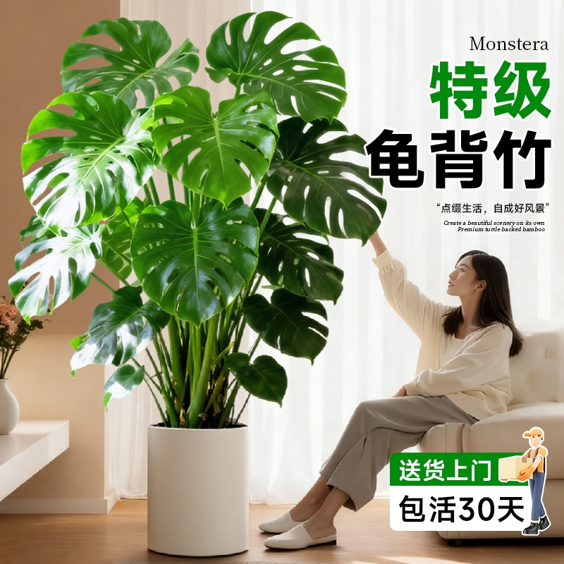 大叶老桩提根大盆栽客厅电视柜旁