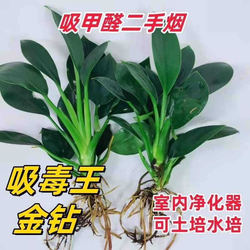 金钻盆栽植物铂金钻绿萝箩水培大叶绿植多肉室内懒人好养花卉客厅