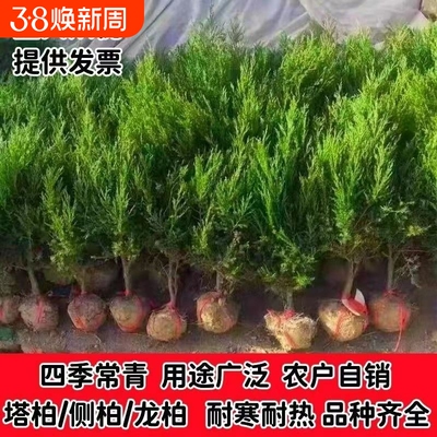 坟前树墓前绿植塔柏树苗松柏树苗侧柏树苗龙柏树苗植物节塔松圆柏