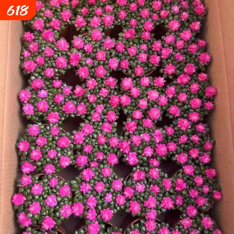 多肉植物吹雪之松锦绿植花卉招财卡日松办公室桌面盆栽带盆栽好