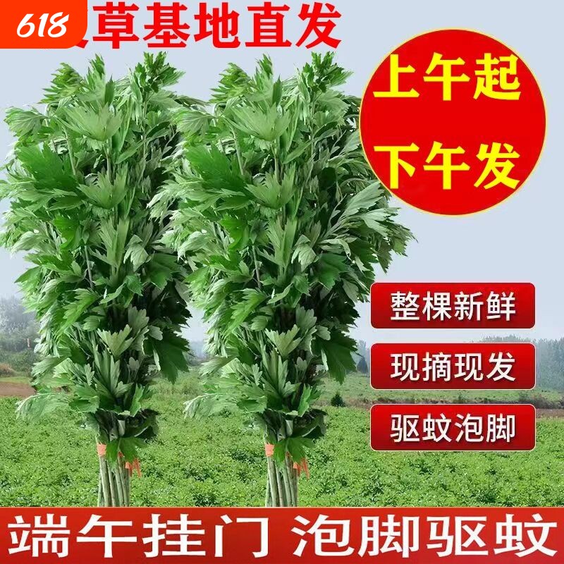 端午节新鲜艾草挂门驱蚊花束菖蒲盆栽整棵带杆艾蒿绿植物泡澡艾叶