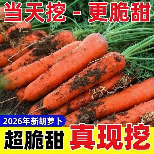 新鲜现挖胡萝卜整箱包邮9斤批发