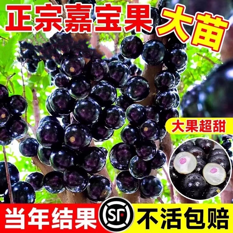 嘉宝果苗树葡萄苗果树正宗沙巴加宝果南北方四季庭院名贵种植盆栽