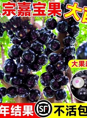 嘉宝果苗树葡萄苗果树正宗沙巴加宝果四季庭院名贵种植盆栽葡萄树