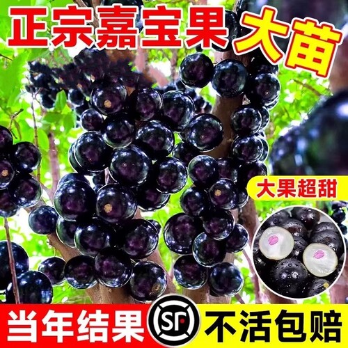 嘉宝果苗树葡萄苗果树正宗沙巴加宝果南北方四季庭院名贵种植盆栽