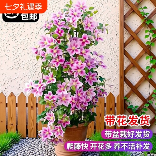 乌托邦铁线莲大苗|超3000次加购