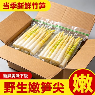 高山竹笋新鲜嫩笋尖野生非小竹笋清水笋罗汉笋火锅笋春笋商用小笋