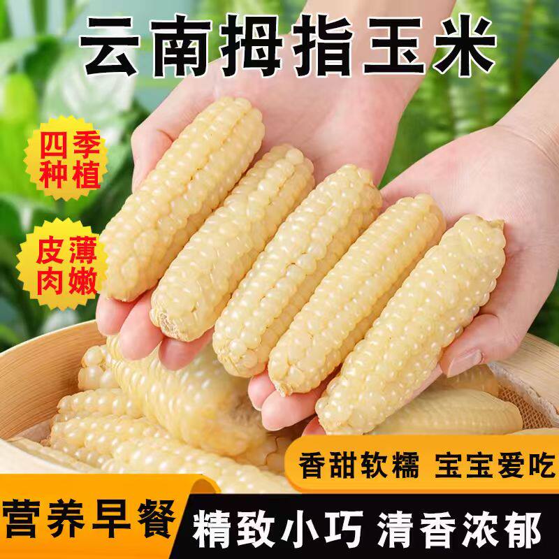 云南西双版纳拇指玉米婴儿真空装新鲜糯玉米即食香糯小玉米