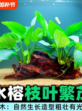 沉木水榕水草植物鱼缸造景装饰活体懒人莫斯阴性增氧净水椰壳屋