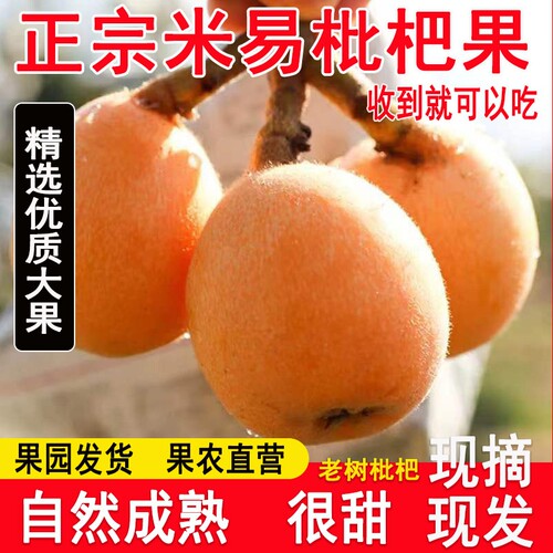 四川攀枝花米易枇杷新鲜水果当季高山五星枇杷果现摘孕妇琵琶源头