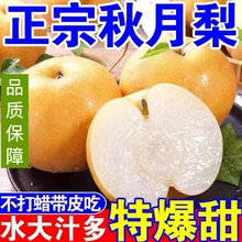 正宗秋月梨新鲜水果皮薄脆甜多汁应季水果