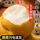 新鲜水果整箱 应季 正宗山东秋月梨梨子当季 脆甜无渣 甘甜多汁