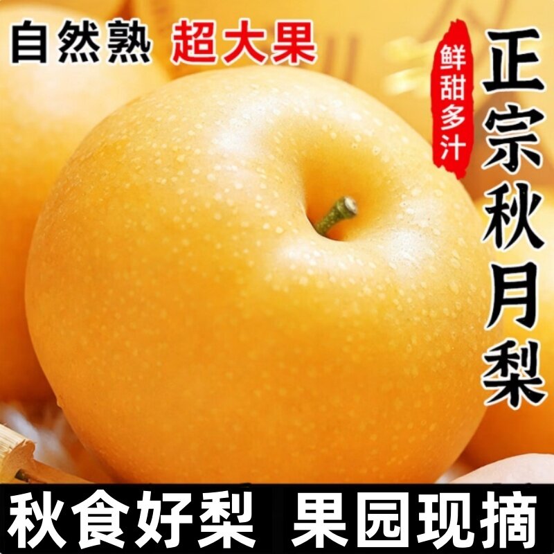 莱阳秋月梨新鲜水果正宗大果产地直发时令农场羊脂现摘多汁冰糖