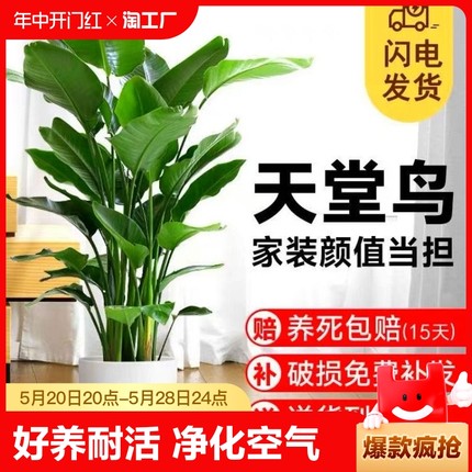 天堂鸟盆栽室内客厅大型绿植大叶植物花卉鹤望兰新房阳台庭院精品