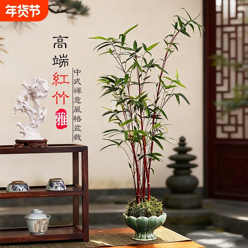 红竹苔藓球观音竹子盆栽水培植物景观凤尾竹米竹客厅桌面观赏盆景