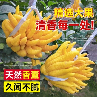 大果佛手柑新鲜果瓜切带枝闻香香橼室内观赏可食用花卉盆栽香薰
