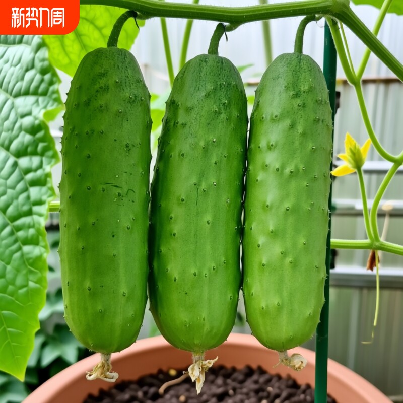 高产水果黄瓜种子苗籽种青瓜水果黄瓜秧蔬菜种籽秋小秧苗老孑大全